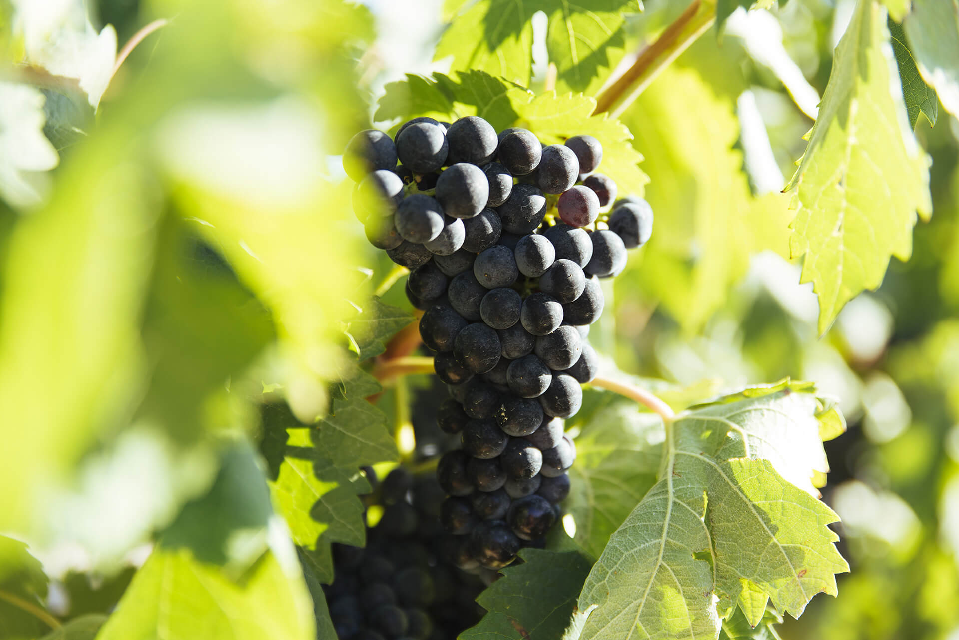 Ripening status report No. 4: closely monitor vineyards after rainfall