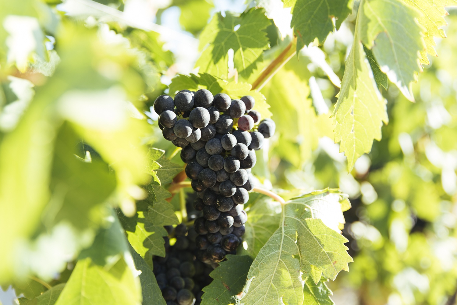 tempranillo_low-2