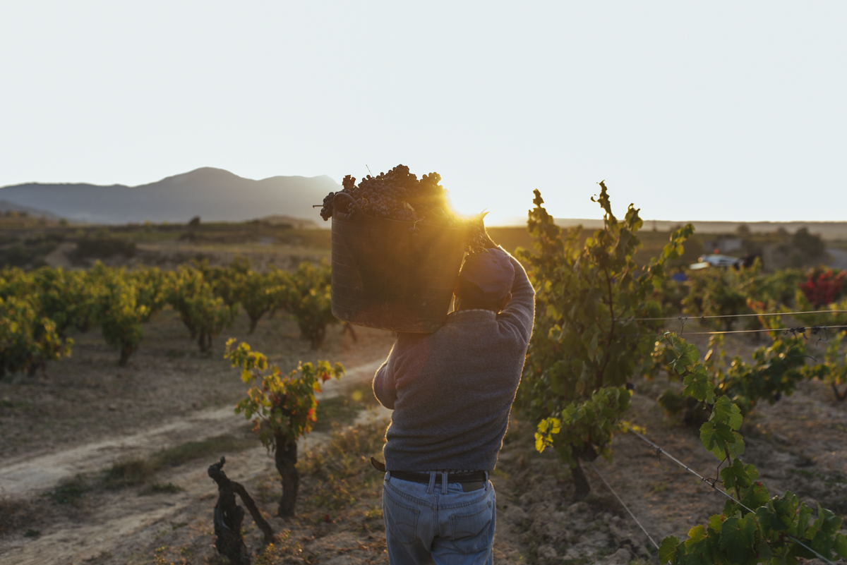 Fotos vendimias 2020