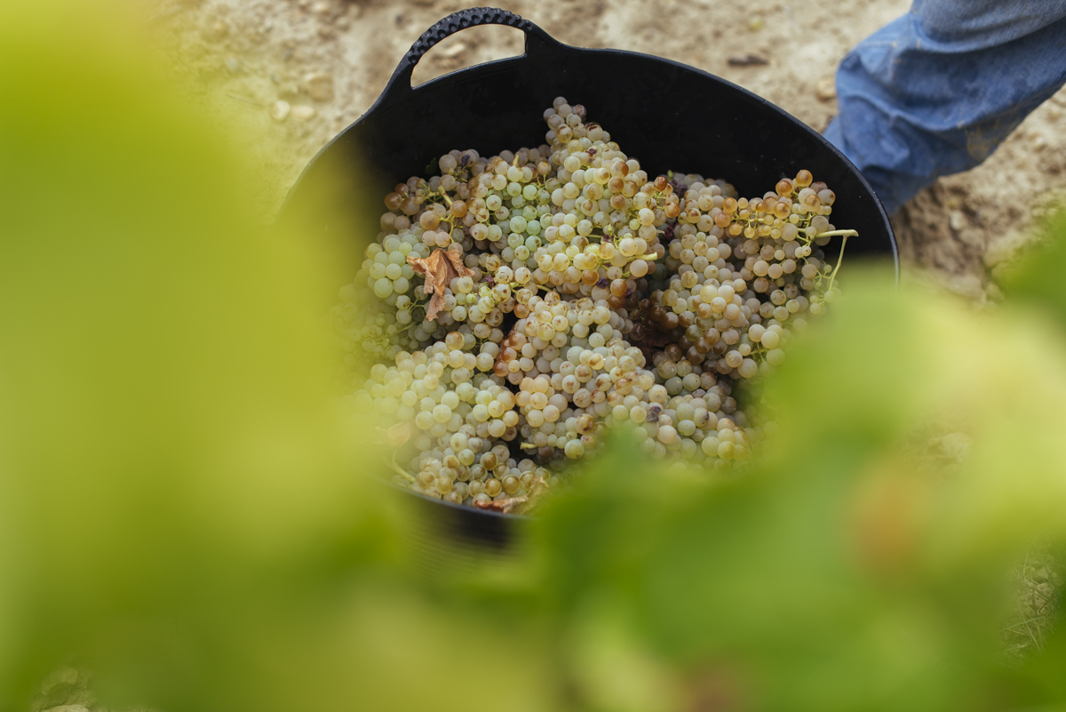 Vendimia Rioja