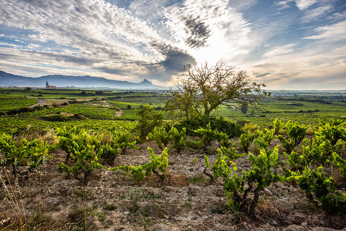 Rioja vineyards