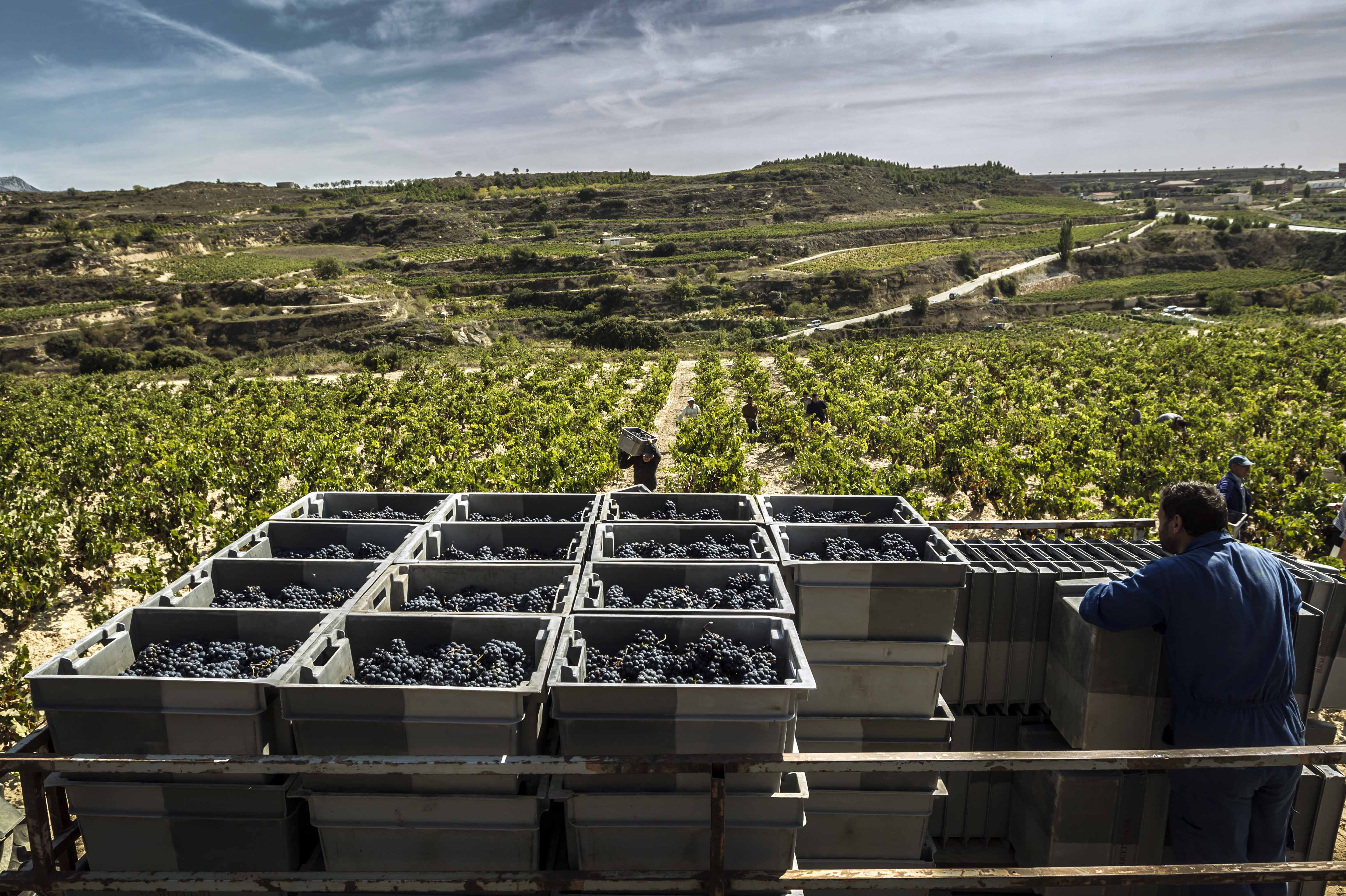 vendimia Rioja