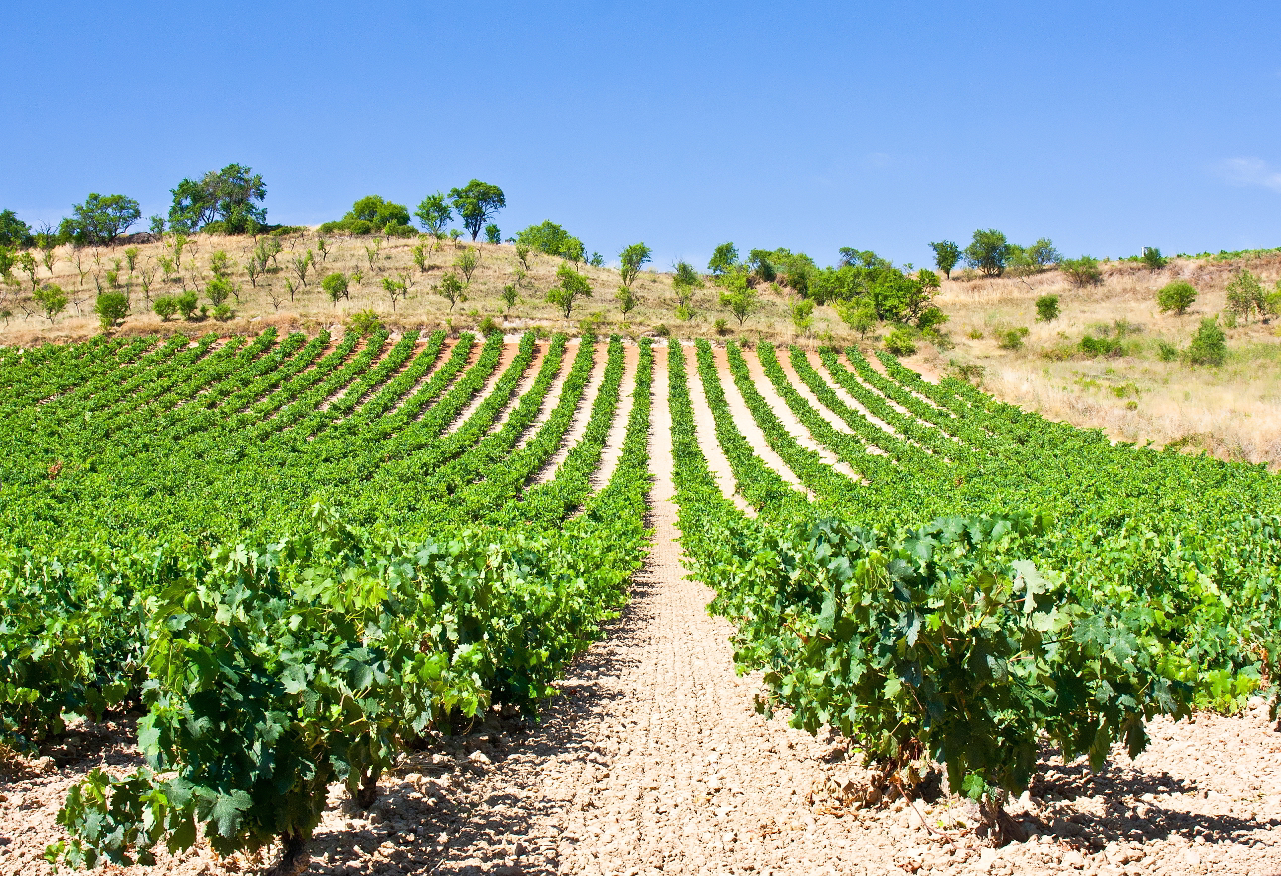 áreas Rioja: Cenicero