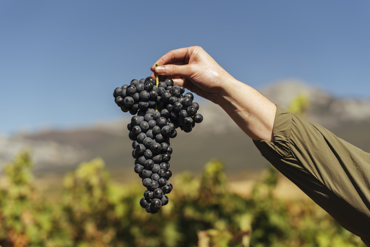 racimo de uvas de viñedos de Rioja