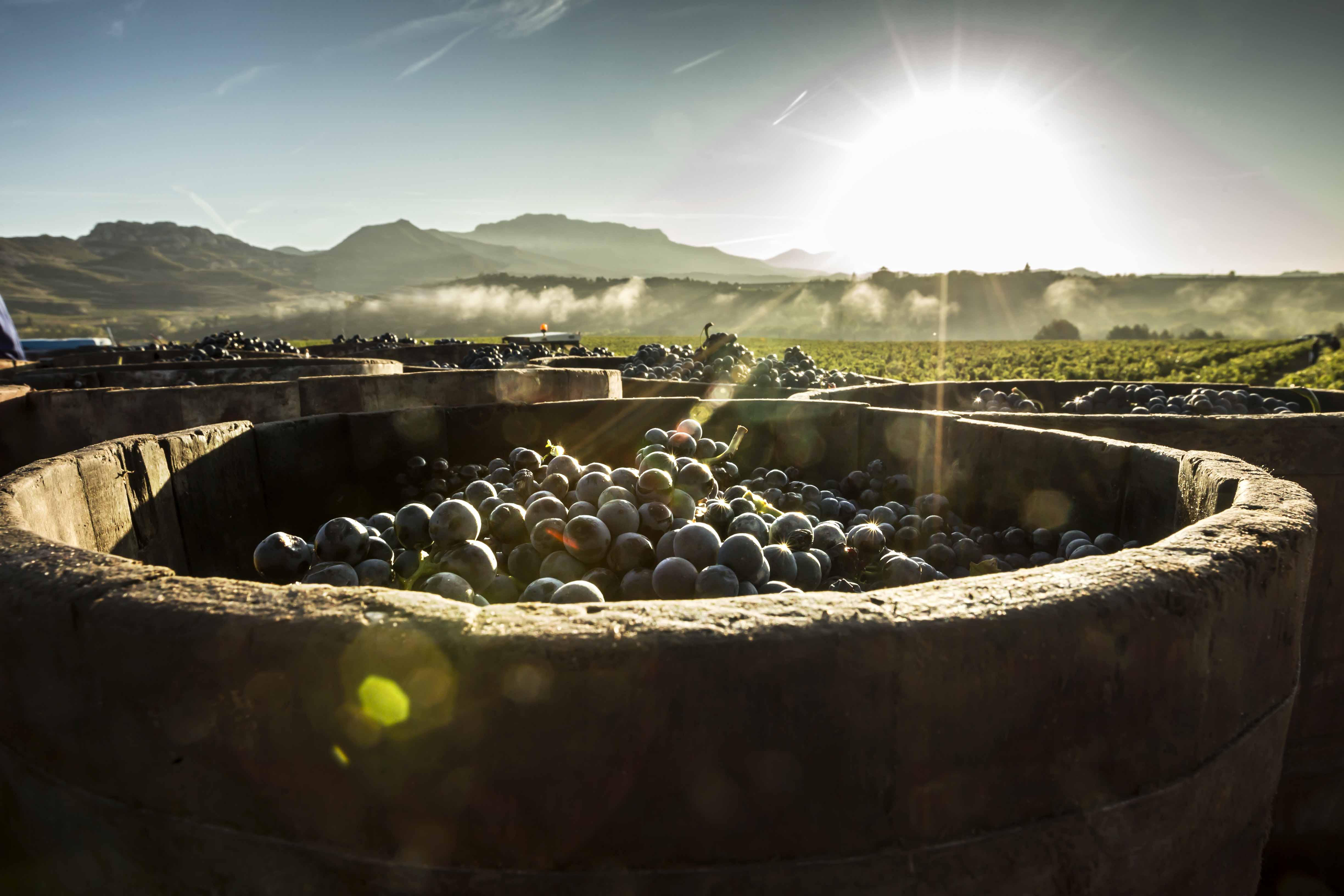 variedades Uva rioja