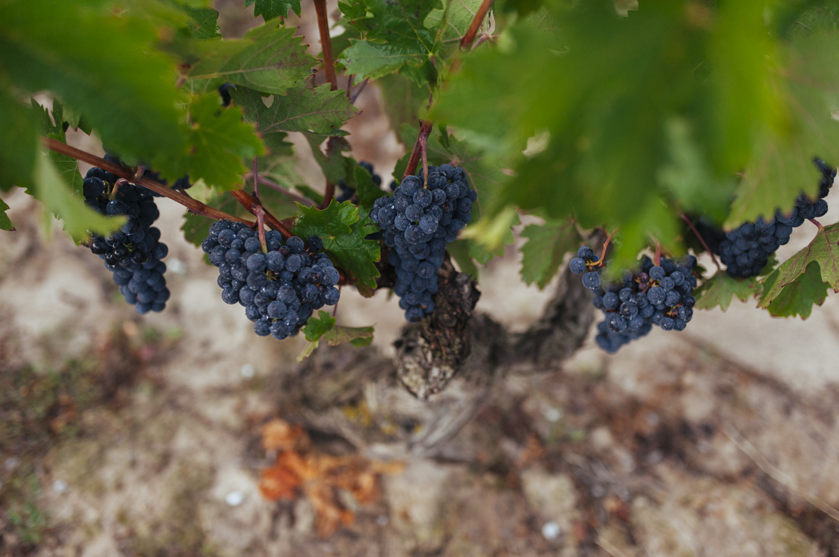uvas Rioja
