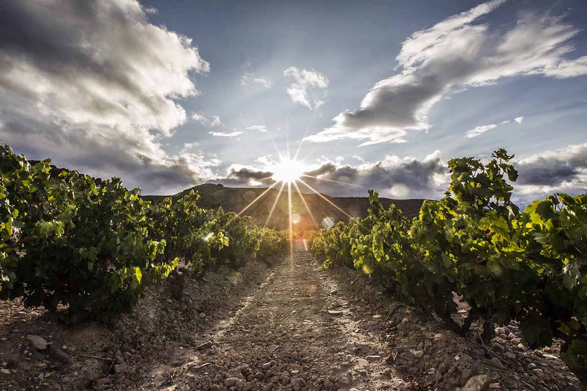 Ruta del Vino Rioja Oriental