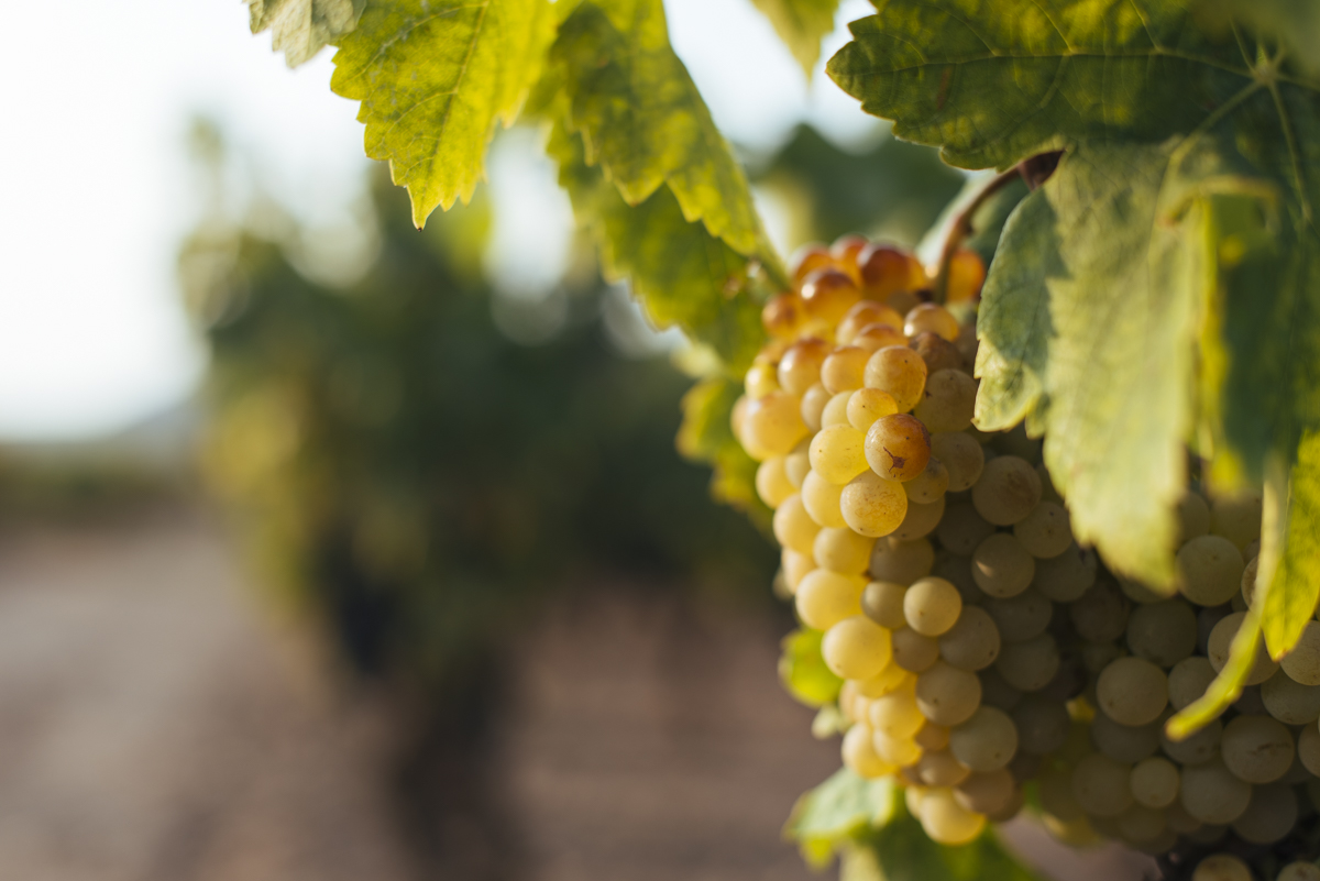 uvas Rioja