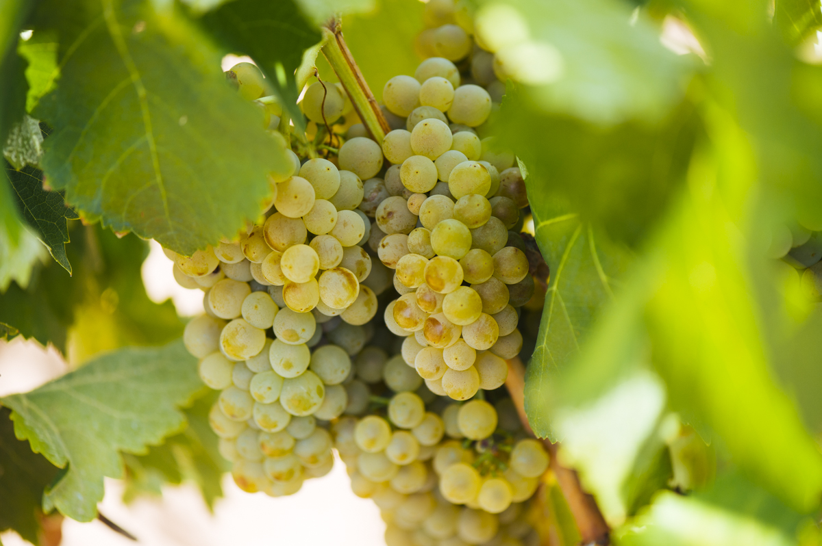 uva blanca Rioja