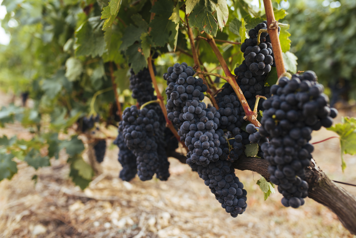 uva tinta en Rioja