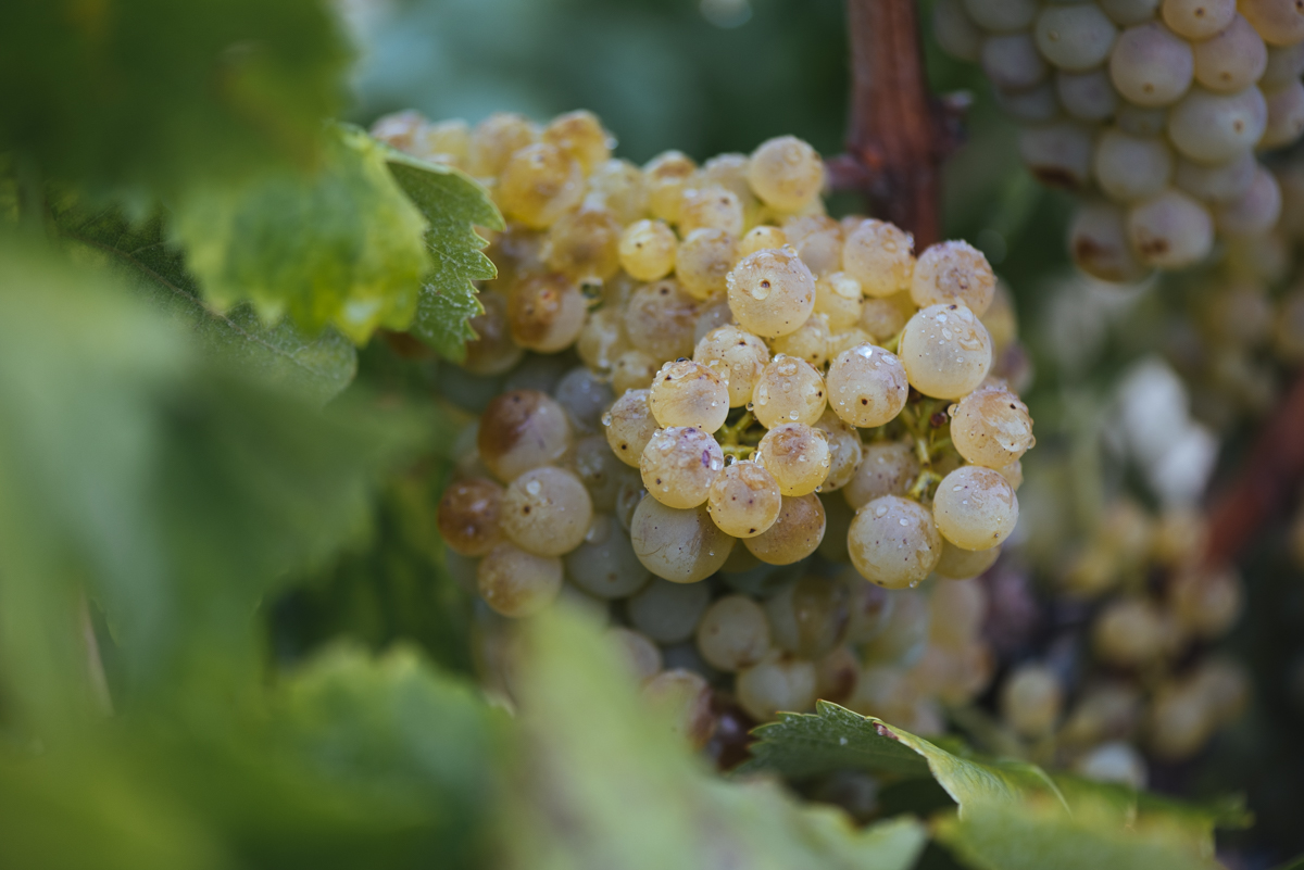uva blanca en Rioja