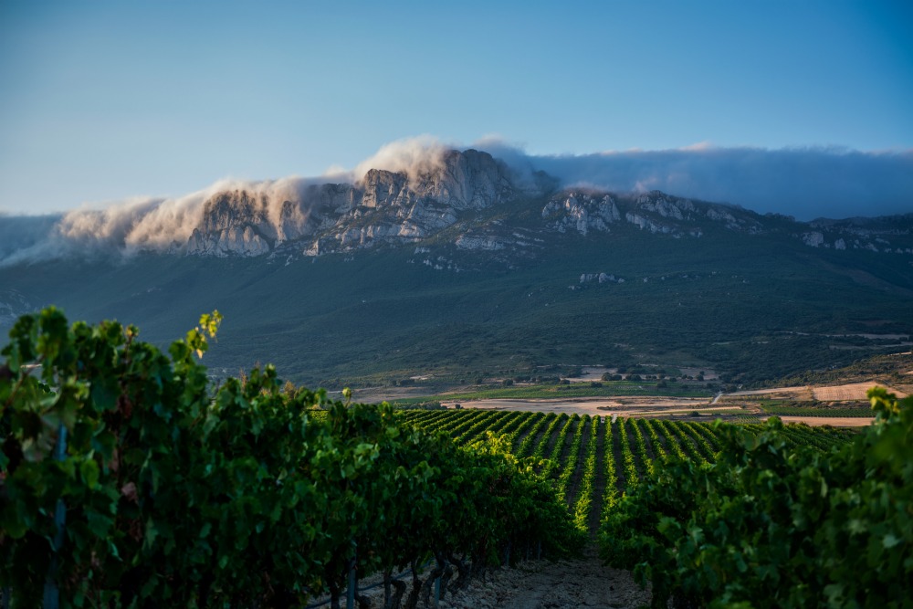 Bodegas y Viñedos Pujanza