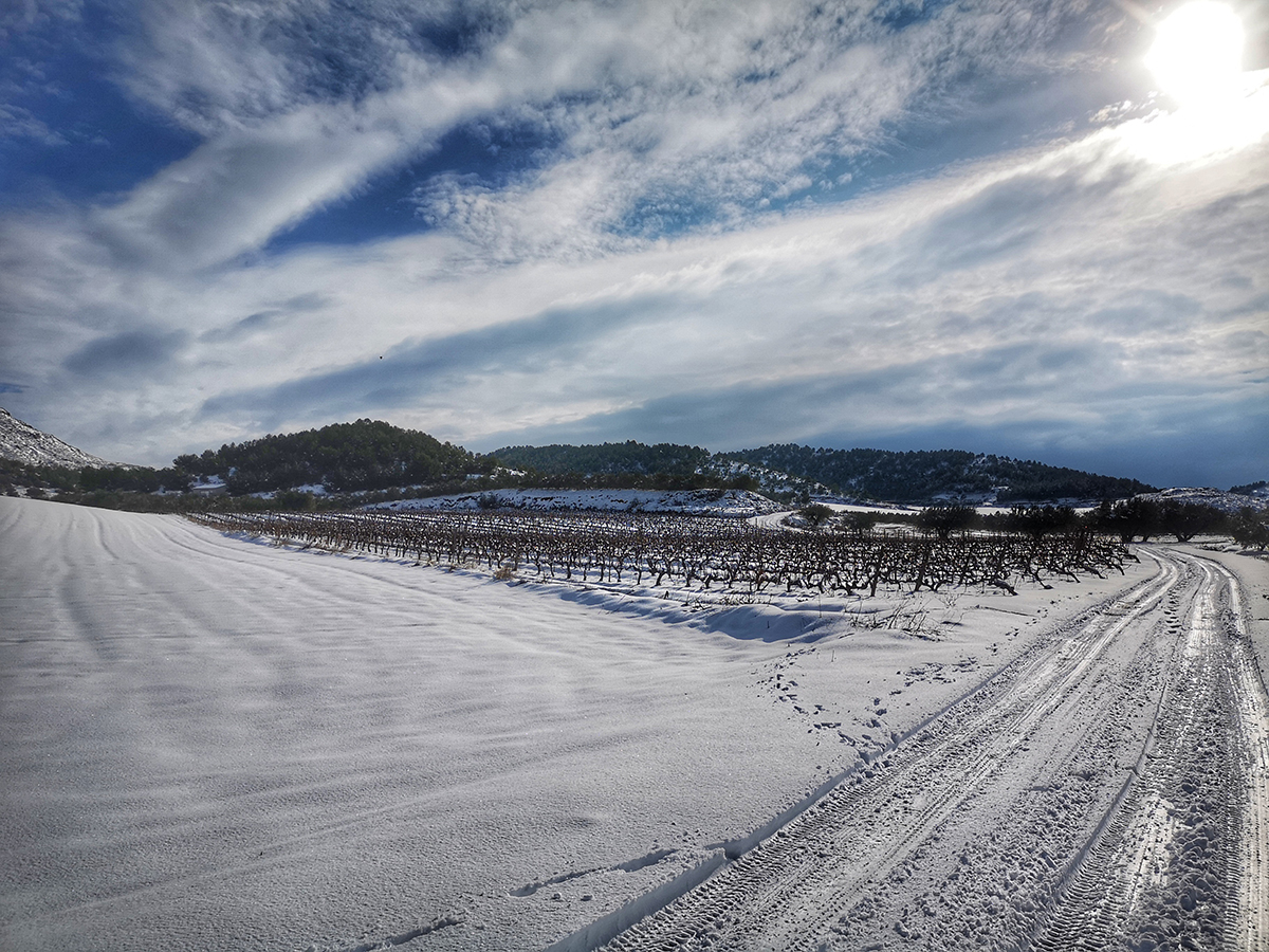viñedos nevados Rioja