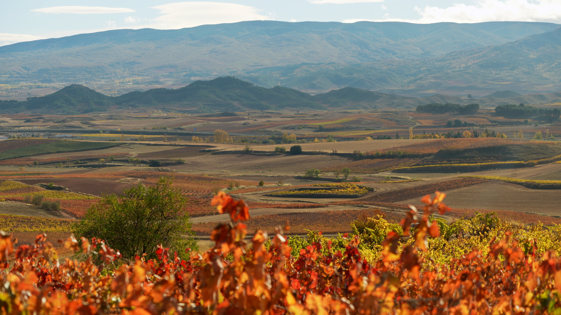 Rioja auf der großen Leinwand